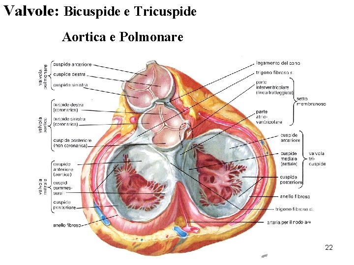 Valvole: Bicuspide e Tricuspide Aortica e Polmonare 22 