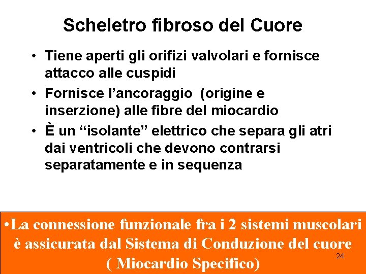 Scheletro fibroso del Cuore • Tiene aperti gli orifizi valvolari e fornisce attacco alle