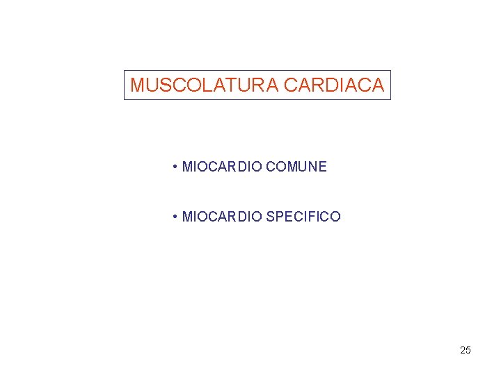 MUSCOLATURA CARDIACA • MIOCARDIO COMUNE • MIOCARDIO SPECIFICO 25 