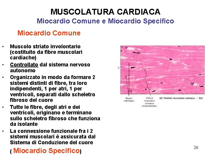 MUSCOLATURA CARDIACA Miocardio Comune e Miocardio Specifico Miocardio Comune • • • Muscolo striato