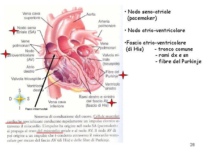  • Nodo seno-atriale (pacemaker) • Nodo atrio-ventricolare • Fascio atrio-ventricolare (di His) -