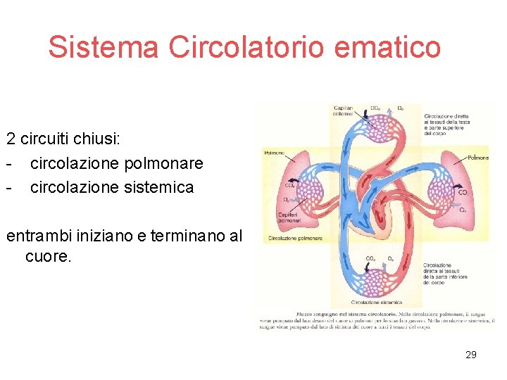 Sistema Circolatorio ematico 2 circuiti chiusi: - circolazione polmonare - circolazione sistemica entrambi iniziano