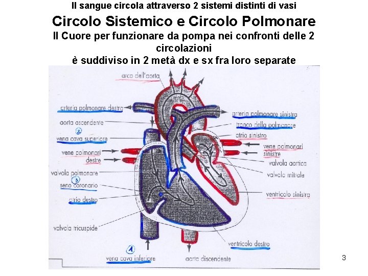 Il sangue circola attraverso 2 sistemi distinti di vasi Circolo Sistemico e Circolo Polmonare