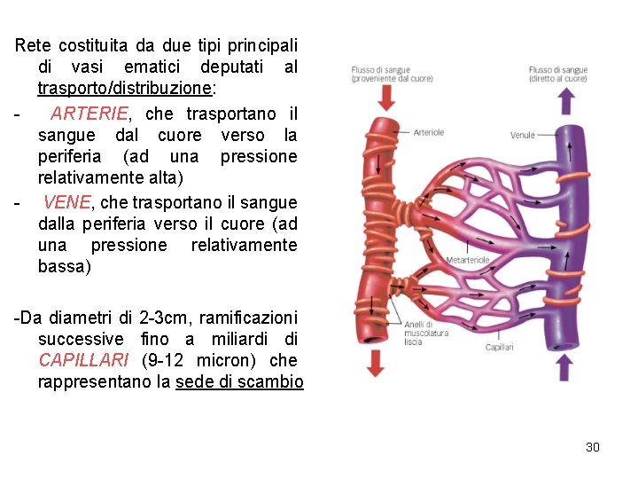 Rete costituita da due tipi principali di vasi ematici deputati al trasporto/distribuzione: ARTERIE, che