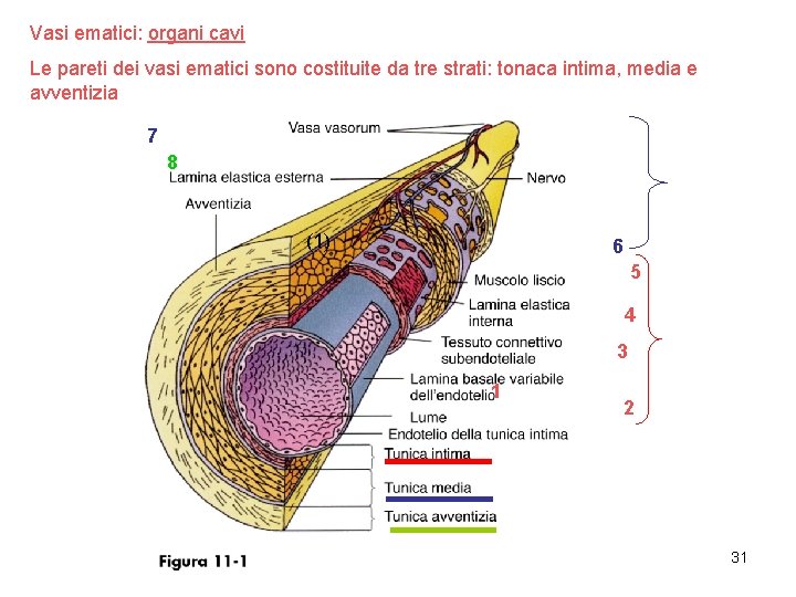 Vasi ematici: organi cavi Le pareti dei vasi ematici sono costituite da tre strati: