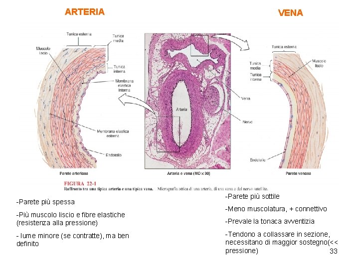 ARTERIA -Parete più spessa -Più muscolo liscio e fibre elastiche (resistenza alla pressione) -