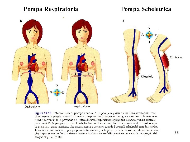 Pompa Respiratoria Pompa Scheletrica 36 