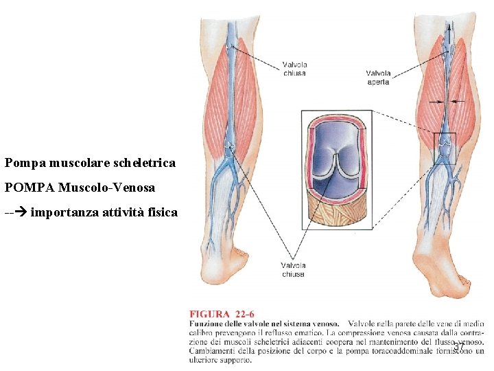 Pompa muscolare scheletrica POMPA Muscolo-Venosa -- importanza attività fisica 37 