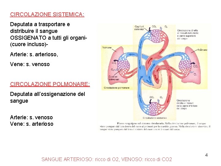 CIRCOLAZIONE SISTEMICA: Deputata a trasportare e distribuire il sangue OSSIGENATO a tutti gli organi(cuore