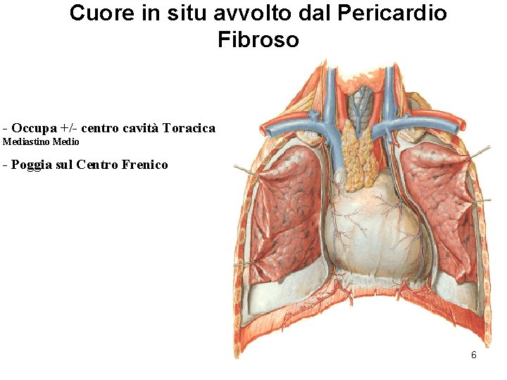 Cuore in situ avvolto dal Pericardio Fibroso - Occupa +/- centro cavità Toracica Mediastino