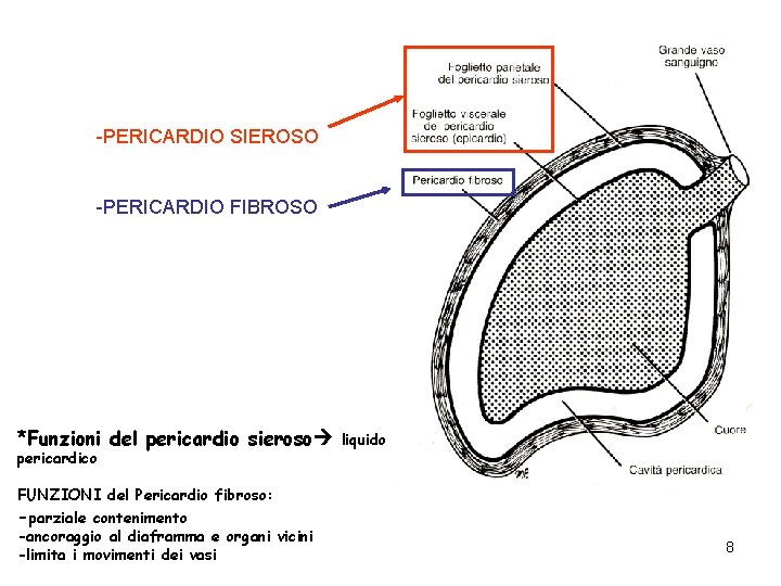 -PERICARDIO SIEROSO -PERICARDIO FIBROSO *Funzioni del pericardio sieroso pericardico FUNZIONI del Pericardio fibroso: -parziale