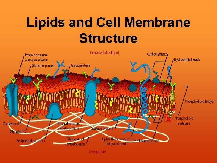 Lipids and Cell Membrane Structure 