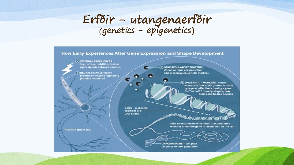 Erfðir - utangenaerfðir (genetics - epigenetics) 