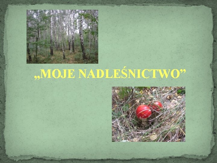 „MOJE NADLEŚNICTWO” 