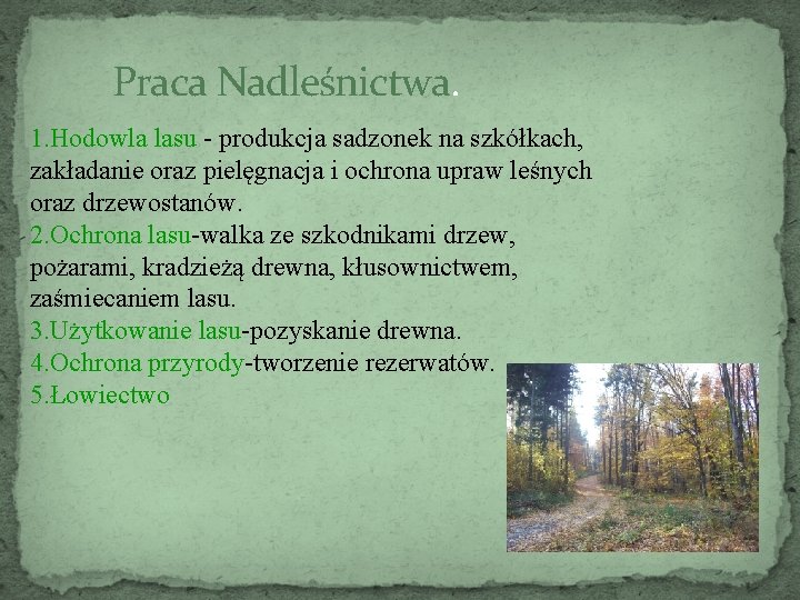 Praca Nadleśnictwa. 1. Hodowla lasu - produkcja sadzonek na szkółkach, zakładanie oraz pielęgnacja i