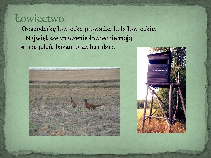 Łowiectwo Gospodarkę łowiecką prowadzą koła łowieckie. Największe znaczenie łowieckie mają: sarna, jeleń, bażant oraz