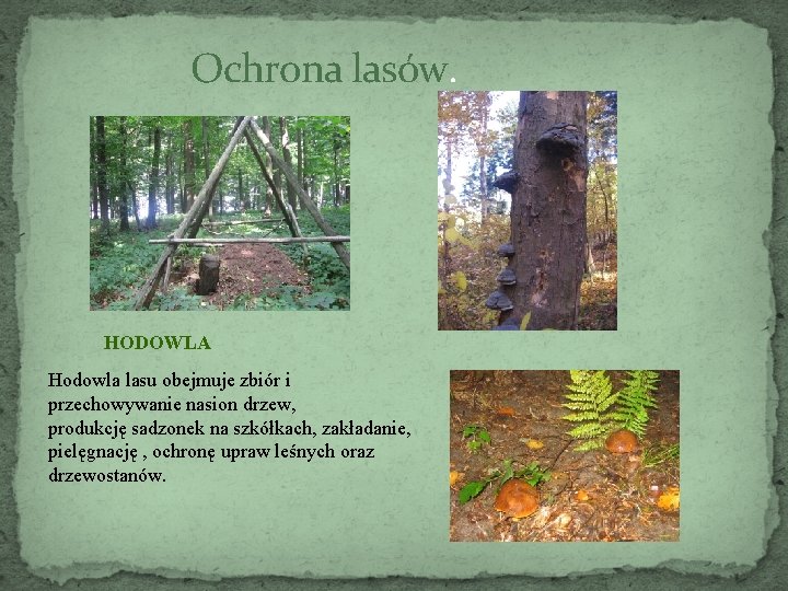 Ochrona lasów. HODOWLA Hodowla lasu obejmuje zbiór i przechowywanie nasion drzew, produkcję sadzonek na