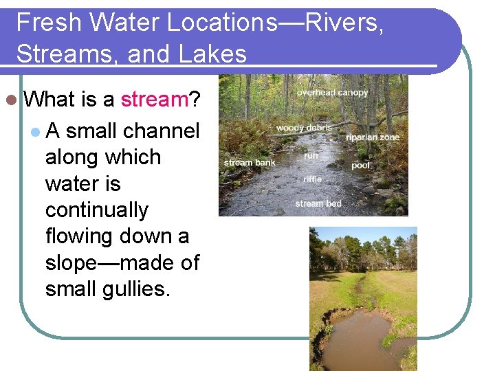 Fresh Water Locations—Rivers, Streams, and Lakes l What is a stream? l A small