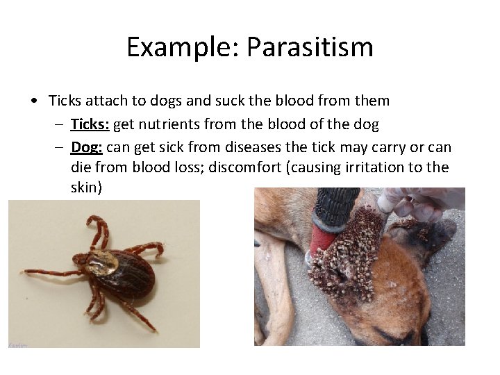 Example: Parasitism • Ticks attach to dogs and suck the blood from them –