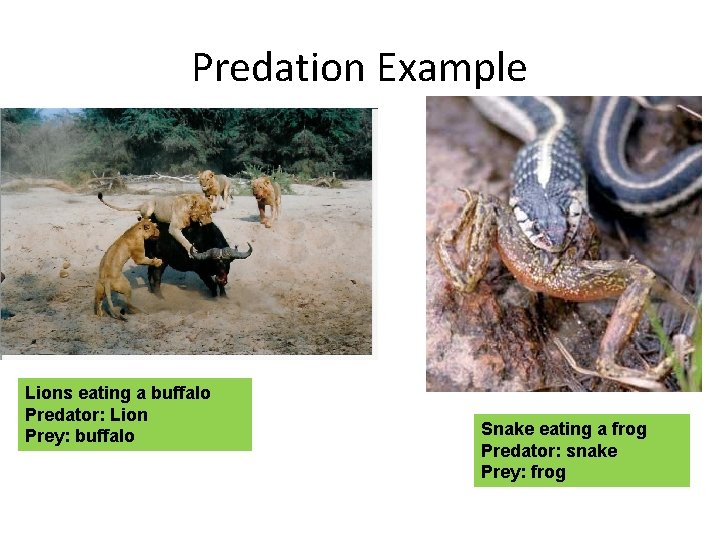 Predation Example Lions eating a buffalo Predator: Lion Prey: buffalo Snake eating a frog