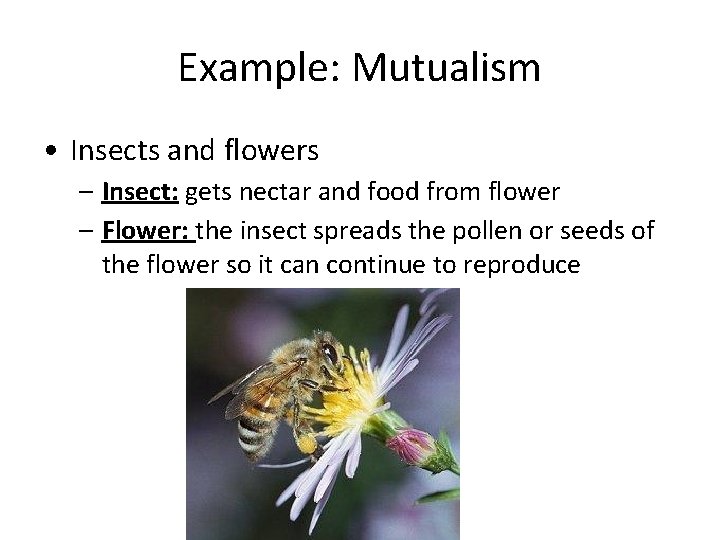 Example: Mutualism • Insects and flowers – Insect: gets nectar and food from flower