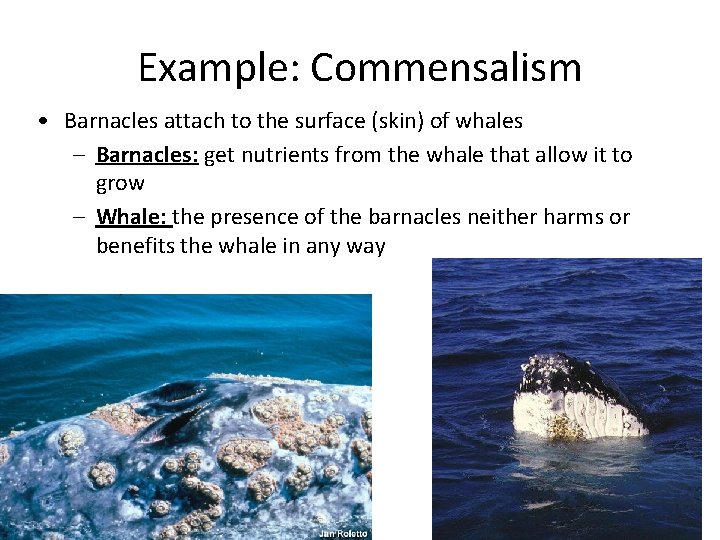 Example: Commensalism • Barnacles attach to the surface (skin) of whales – Barnacles: get