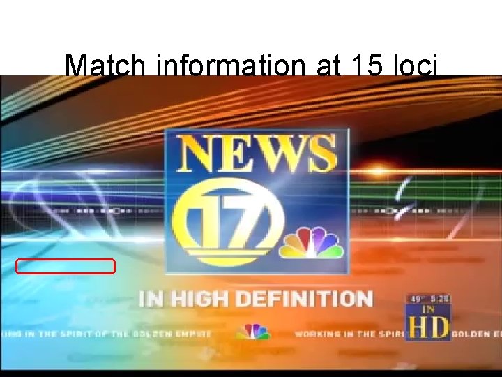 Match information at 15 loci 