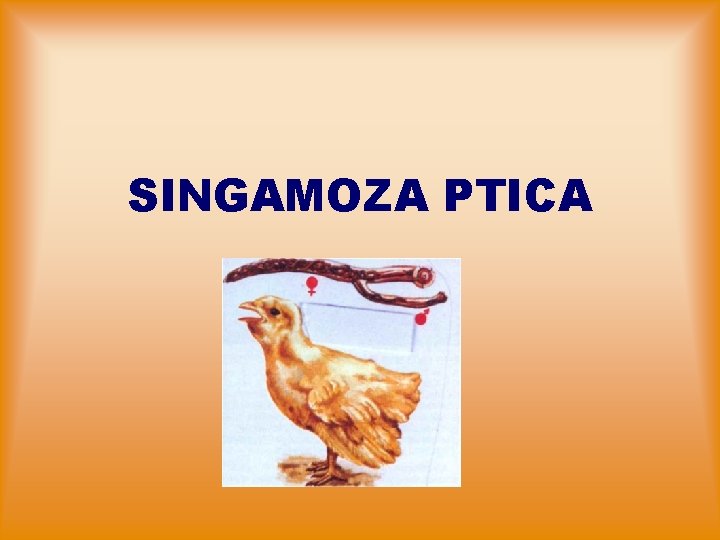 SINGAMOZA PTICA 