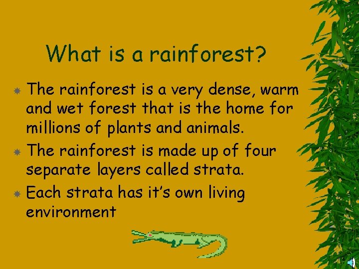 What is a rainforest? The rainforest is a very dense, warm and wet forest