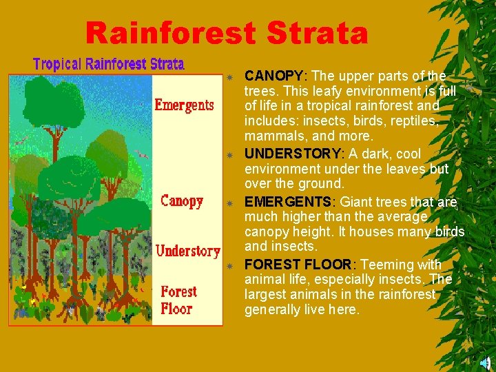 Rainforest Strata CANOPY: The upper parts of the trees. This leafy environment is full