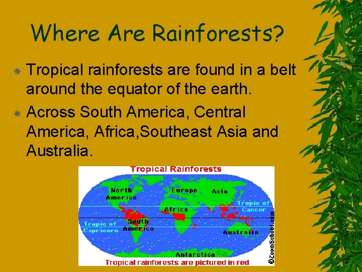 Where Are Rainforests? Tropical rainforests are found in a belt around the equator of