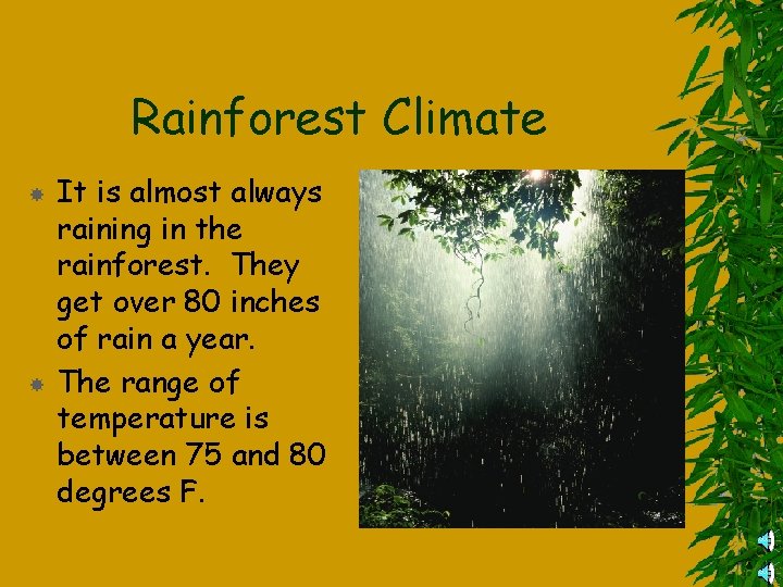 Rainforest Climate It is almost always raining in the rainforest. They get over 80
