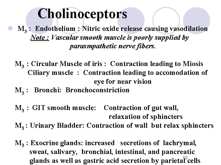 Cholinoceptors l M 3 : Endothelium : Nitric oxide release causing vasodilation Note :
