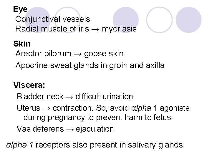 Eye Conjunctival vessels Radial muscle of iris → mydriasis Skin Arector pilorum → goose