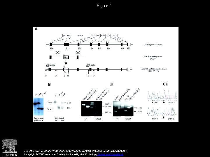 Figure 1 The American Journal of Pathology 2006 169515 -527 DOI: (10. 2353/ajpath. 2006.