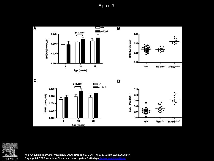 Figure 6 The American Journal of Pathology 2006 169515 -527 DOI: (10. 2353/ajpath. 2006.