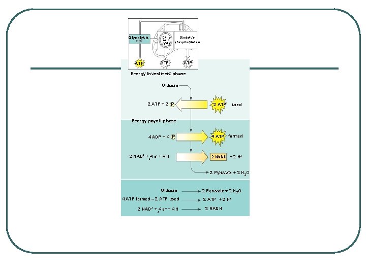 Glycolysis Citric acid cycle Oxidative phosphorylation ATP ATP Energy investment phase Glucose 2 ATP