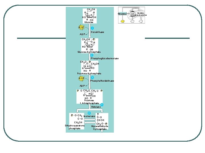 CH 2 OH HH H HO OH H OH Glycolysis Glucose ATP ADP 1