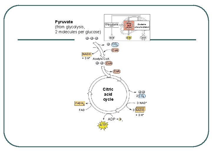 Pyruvate (from glycolysis, 2 molecules per glucose) Glycolysis Citric acid cycle ATP Oxidative phosphorylation