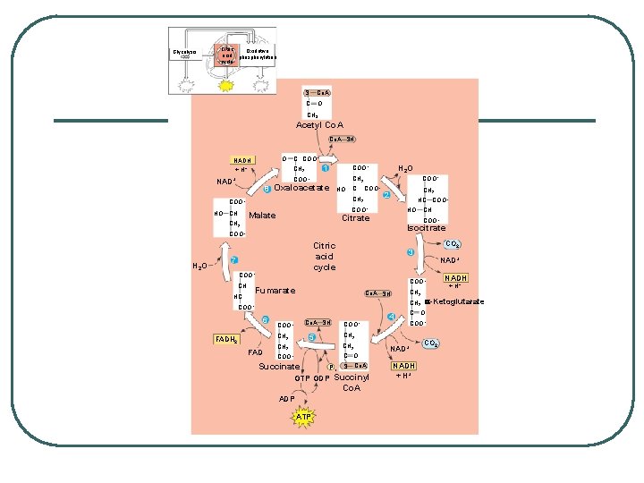 Glycolysis Citric Oxidative acid phosphorylation cycle S Co. A C O CH 3 Acetyl