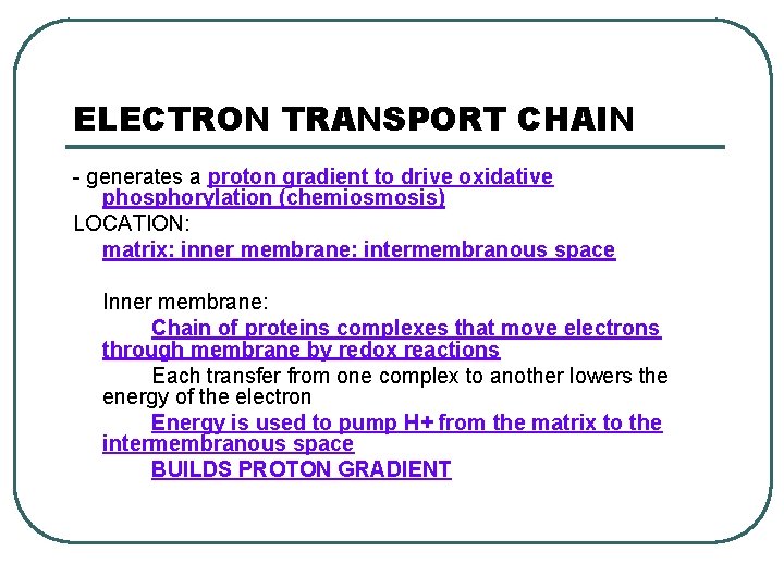 ELECTRON TRANSPORT CHAIN - generates a proton gradient to drive oxidative phosphorylation (chemiosmosis) LOCATION: