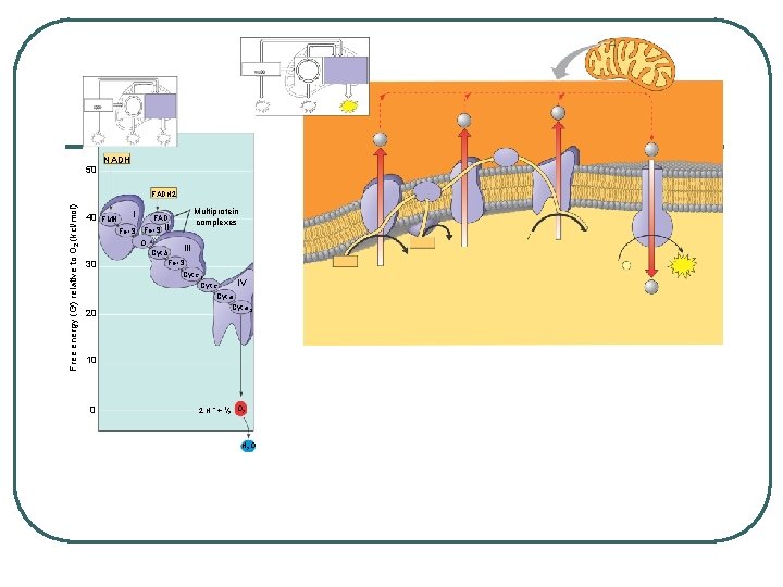 50 NADH Free energy (G) relative to O 2 (kcl/mol) FADH 2 40 FMN