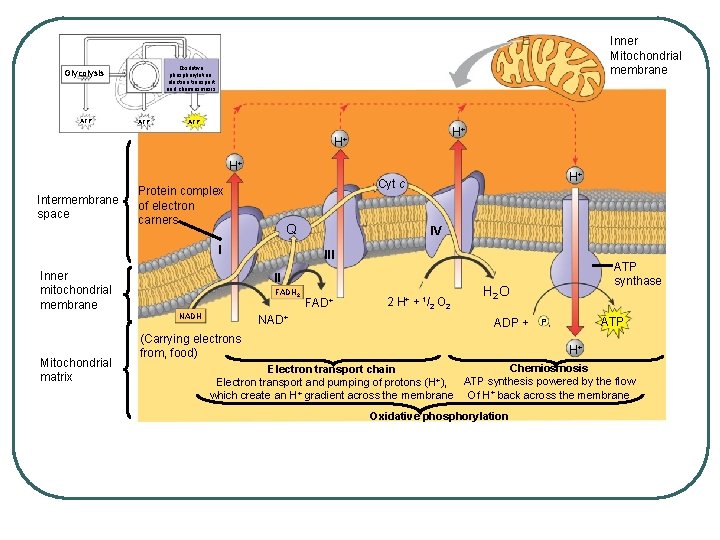 Oxidative phosphorylation. electron transport and chemiosmosis Glycolysis ATP Inner Mitochondrial membrane ATP H+ H+