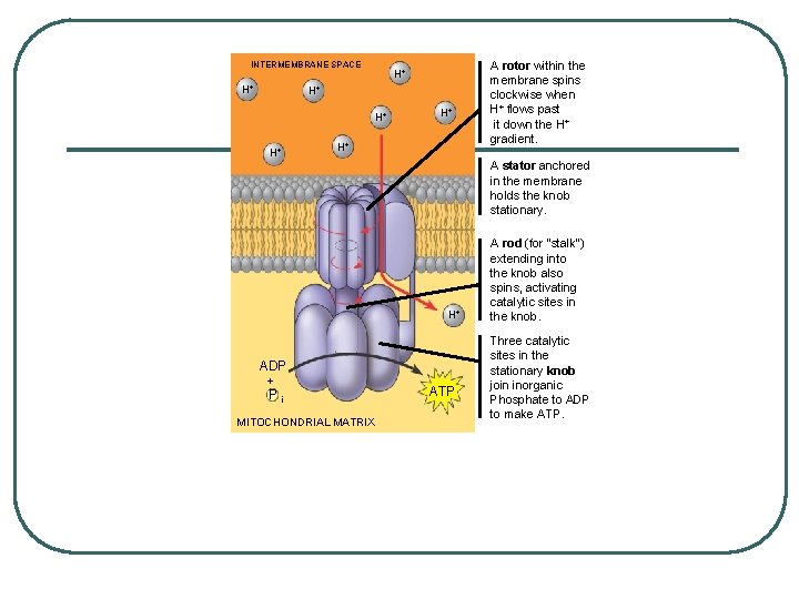 INTERMEMBRANE SPACE H+ H+ A stator anchored in the membrane holds the knob stationary.