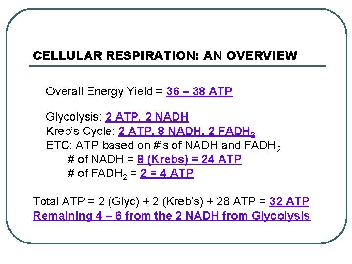 CELLULAR RESPIRATION: AN OVERVIEW Overall Energy Yield = 36 – 38 ATP Glycolysis: 2