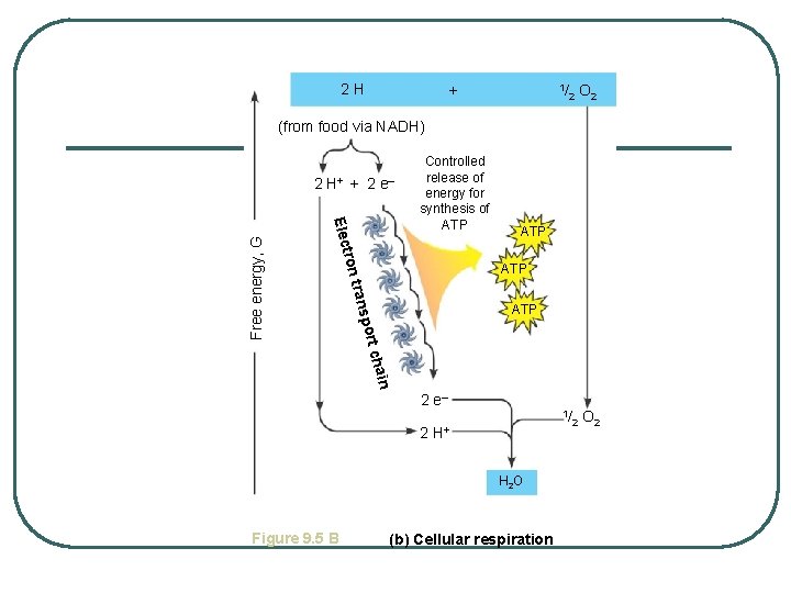 2 H + 1/ 2 O 2 1/ O 2 (from food via NADH)