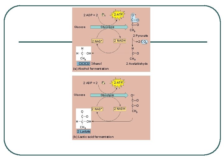 P 1 2 ADP + 2 Glucose 2 ATP Glycolysis O– C O CH