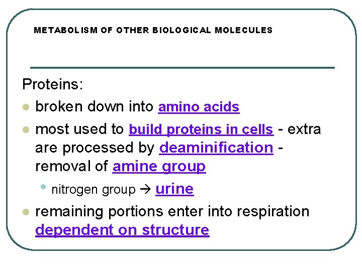 METABOLISM OF OTHER BIOLOGICAL MOLECULES Proteins: l broken down into amino acids l most