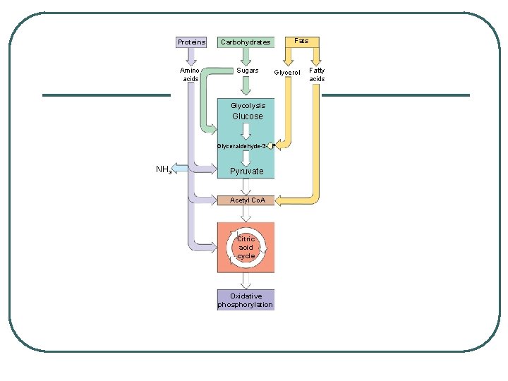 Proteins Carbohydrates Amino acids Sugars Fats Glycerol Glycolysis Glucose Glyceraldehyde-3 - P NH 3