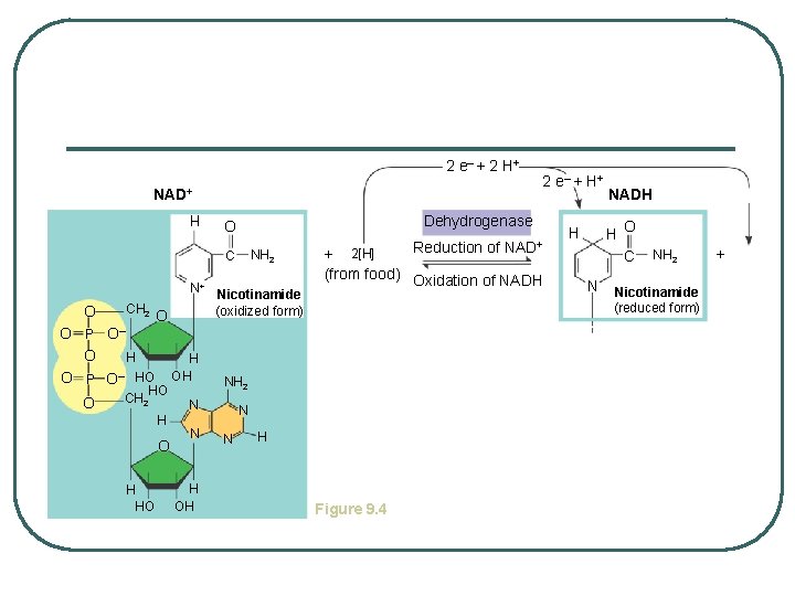 2 e– + 2 H + NAD+ Dehydrogenase O NH 2 H C N+